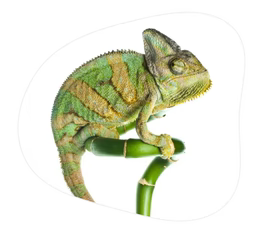Reptile