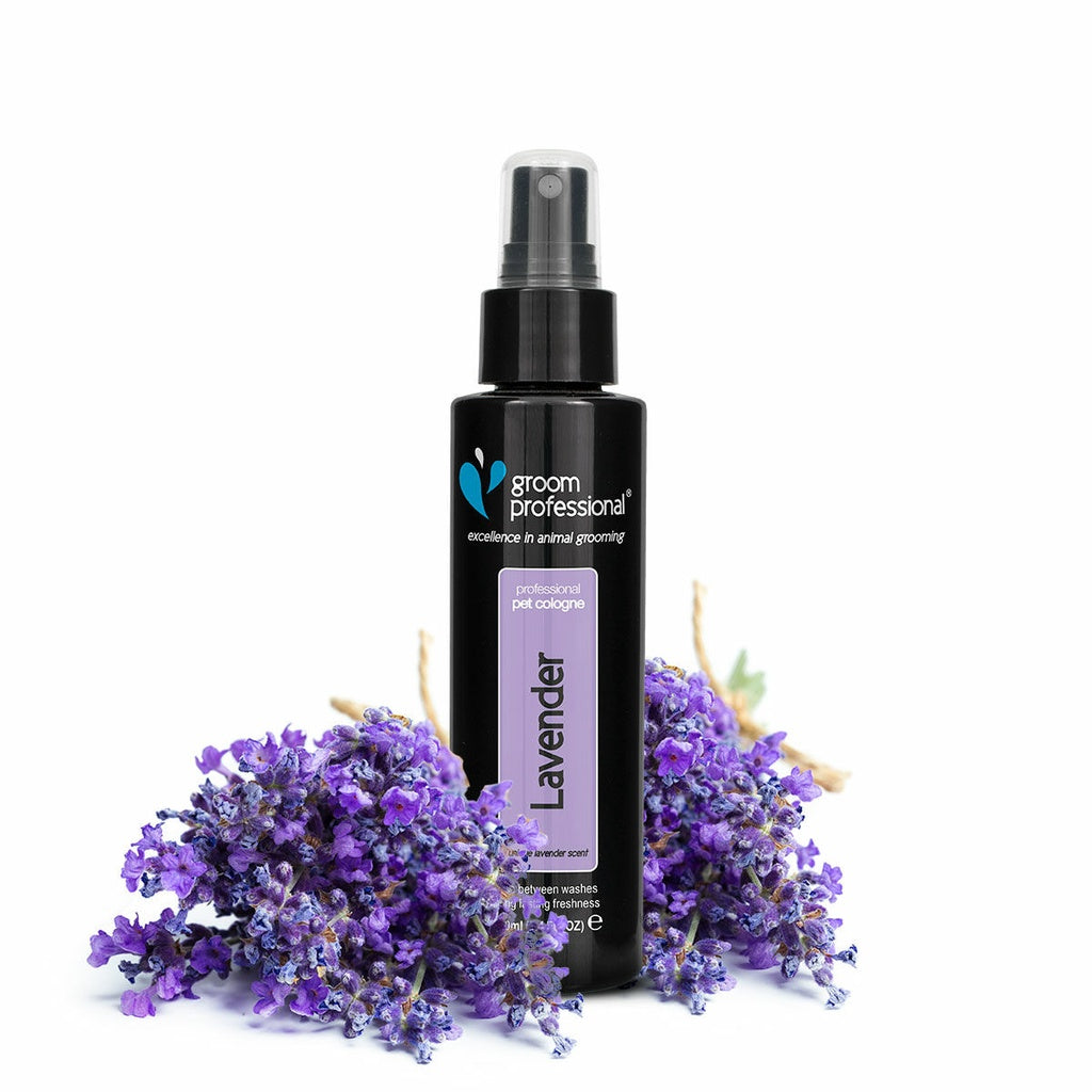 Groom Professional Lavender Cologne - 100 ml