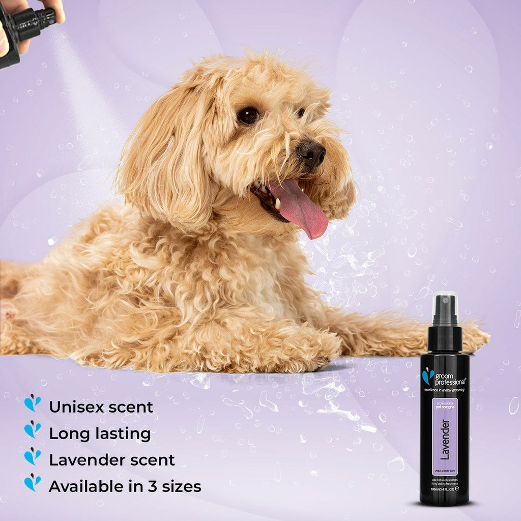 Groom Professional Lavender Cologne - 100 ml