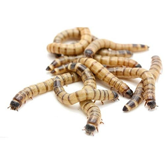 Feeder Superworms (Pack of 20 pcs)